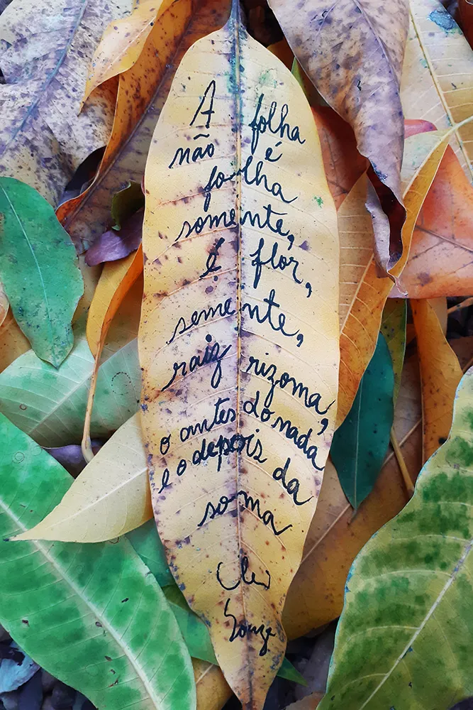 fotopoema-raiz-e-rizoma.webp